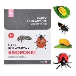rozowa-wieza-karty-edukacyjne-montessori-cykl-rozwojowy-biedronki-figurki
