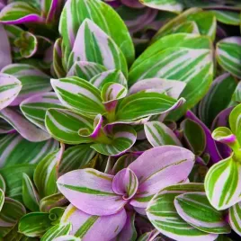 trzykrotka-tradescantia-sweetness-dekoracyjna-roslina-doniczkowa