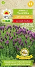 lawenda-francuska-nasiona-lawendy-francuskiej-intensywnie-pachnaca