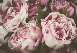 fototapeta-peonie-kwiaty-salon-sypialnia-360x245-promocja