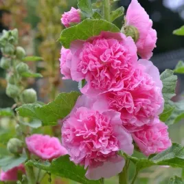 alcea-nigra-malwa-rozowa-1-szt-malwy-sadzonki-sadzonka-w-donniczce-p14