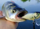 2-x-wobler-salmo-th5s-thrill-sinking-5cm-tonacy-silver-waga-6-5-g