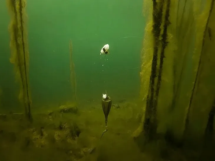 2-x-splawik-zestaw-fox-zig-float-kit-do-zig-rig-stan-nowy-model-edges-zig-float-kit