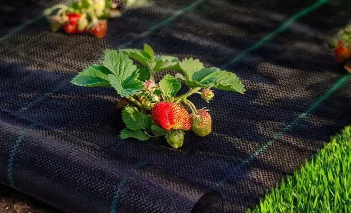 agrotkanina-135g-11x50m-premium-mocna-agrowloknina-uv-3percent-kotwy-gratis