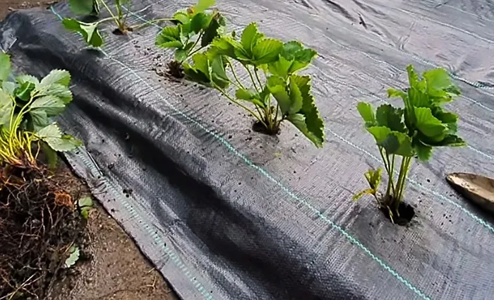 agrotkanina-135g-11x50m-premium-mocna-agrowloknina-uv-3percent-kotwy-gratis