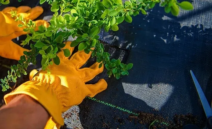 agrotkanina-135g-11x50m-premium-mocna-agrowloknina-uv-3percent-kotwy-gratis-stan-nowy