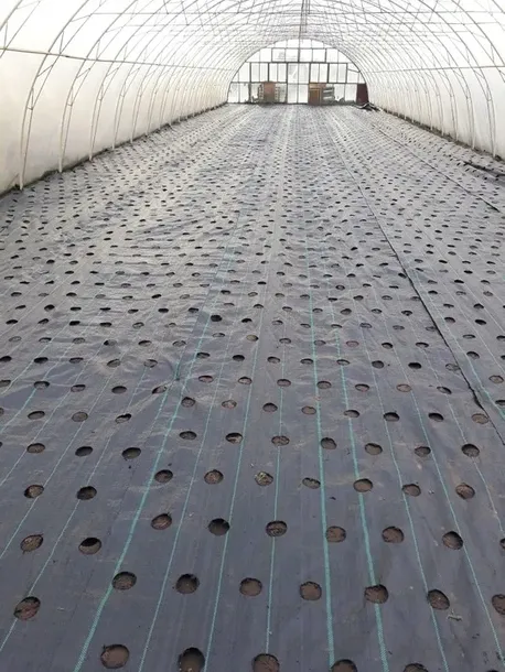 agrotkanina-z-otworami-pod-sadzonki-3-rzedy-80-cm-rodzaj-inna