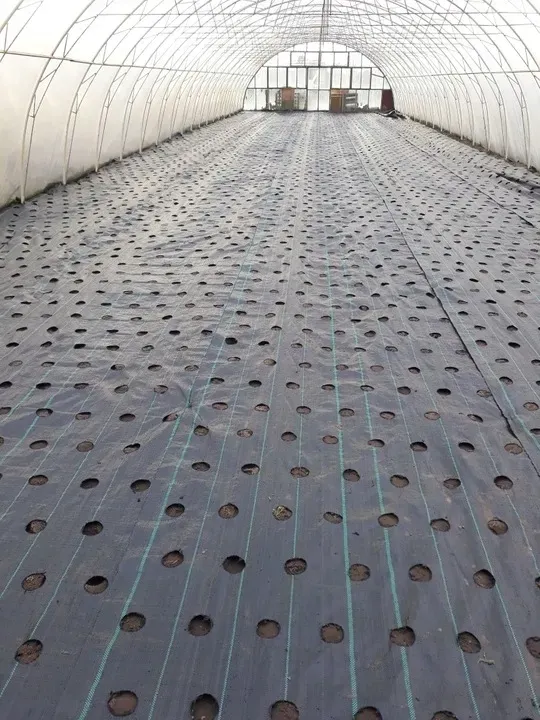 agrotkanina-z-otworami-pod-sadzonki-3-rzedy-80-cm