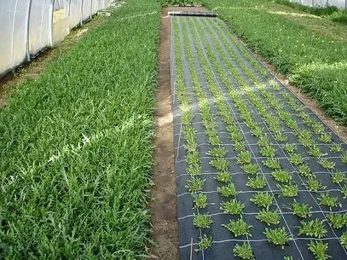 agrotkanina-z-otworami-pod-sadzonki-3-rzedy-80-cm