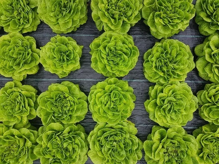 agrotkanina-z-otworami-pod-sadzonki-3-rzedy-80-cm-stan-opakowania-oryginalne