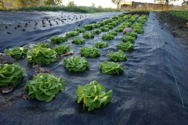 agrotkanina-z-otworami-pod-sadzonki-3-rzedy-80-cm-kod-producenta-brak-informacji