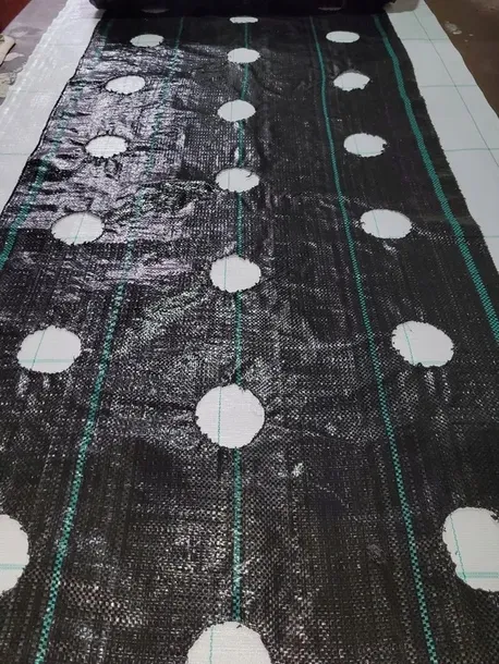 agrotkanina-z-otworami-pod-sadzonki-3-rzedy-80-cm-stan-nowy-kolor-inna