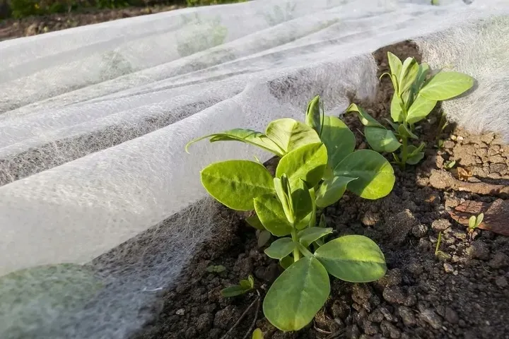 otulina-wiosenna-32x20m-okryciowa-19g-m2-lekka-rosliny-wloknina-ziemniaki-typ-agrowloknina