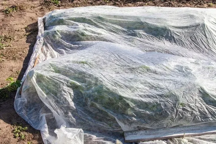 otulina-wiosenna-32x20m-okryciowa-19g-m2-lekka-rosliny-wloknina-ziemniaki