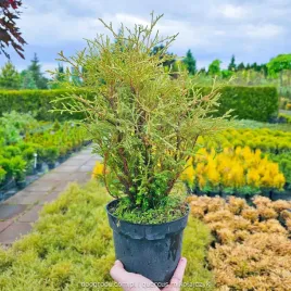 thuja-mr-bowling-ball-tuja-zielona-strzepiasta-kula-xl-c2-20-30cm