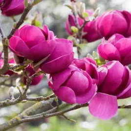 magnolia-black-tulip-bordowa-ciemna-pelna-tulipanowa-xxl-c5-50-60cm