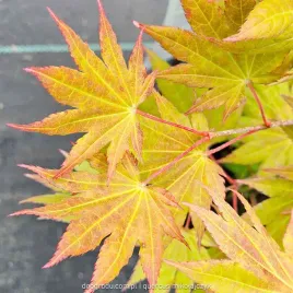 acer-shirasawanum-klon-szirasawy-moonrise-xl-c3-40-60cm