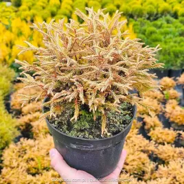 thuja-golden-tuffet-zlota-pufa-kula-piekna-xl-c2-10-20cm
