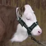 kantar-dla-krow-mlodych-bykow-profikpl-z-d-ring-czarnozielony