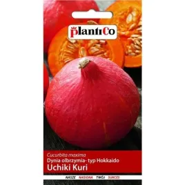 dynia-olbrzymia-ozdobna-uchiki-kuri-3g-plantico