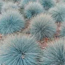 kostrzewa-sina-nasiona-srebrnoniebieska-festuca-glauca-do-ogrodu-100-nasion