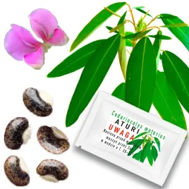 aturi-codoriocalyx-motorius-nasiona-porusza-liscmi-tanczaca-roslina-5-szt