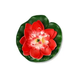lilia-wodna-plywajaca-otwarta-bialo-czerwona-11-cm