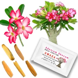 roza-pustyni-adenium-obesum-5-nasion-sukulent-drzewko-bonsai-nasiona-swieze