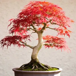klon-palmowy-nasiona-acer-palmatum-mrozoodporny-czerwony-do-ogrodu-10-szt