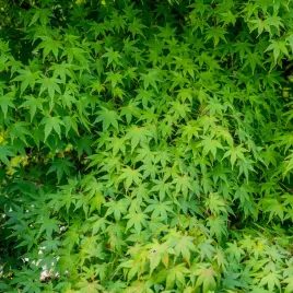 klon-palmowy-nasiona-zielony-acer-palmatum-do-ogrodu-bonsai-10-nasion