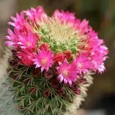 kaktusy-nasiona-egzotyczna-mieszanka-odmian-wielki-mix-ponad-60-nasion