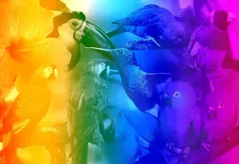 drewniane-puzzle-z-figurkami-ptaki-gradient-rozm-m-200-elementow