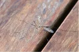 bros-spirale-na-komary-stan-nowy-pojemnosc-0-ml