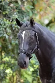 kawecan-dla-konia-czarny-roz-cob-covalliero