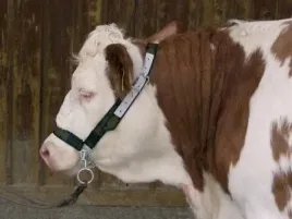 kantar-dla-bydla-z-lancuchem-profi-zielony-z-okuciami-kerbl