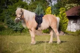 siodlo-wszechstronne-roz-pony-150-czarny-komplet-covalliero