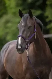 kantar-dla-konia-covalliero-hippo-fioletowy-cob