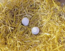 sztuczne-jajko-z-gliny-dla-kur-1-szt-kerbl