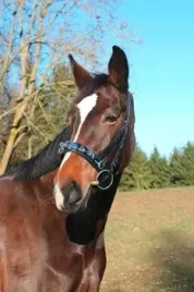 kawecan-dla-konia-skorzany-czarny-roz-cob-covalliero