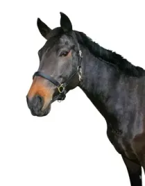 kantar-dla-konia-eco-skorzany-czarny-roz-pony-covalliero