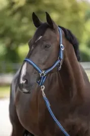 kantar-dla-konia-hippo-granatowy-bezowy-roz-foal-covalliero