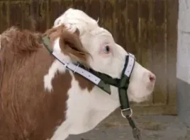 kantar-dla-bydla-profi-z-okuciami-can-agri