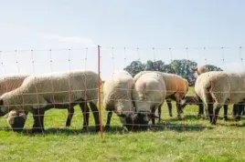 siatka-dla-owiec-topline-net-50m-108-cm-poj-szpic-bialo-pomaranczowa