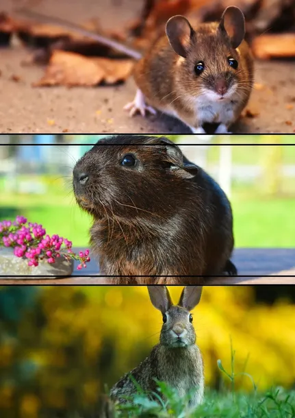 dolfos-dolvit-rodevit-gastro-60g-dolfos-postac-puder