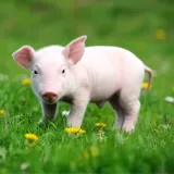 silveco-derm-150-ml-stan-opakowania-oryginalne