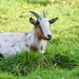 silveco-derm-150-ml-kod-producenta-silveco-derm