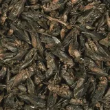 tropical-crickets-100ml-tropical-stan-nowy