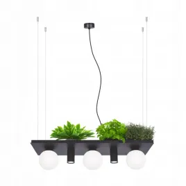 lampa-wiszaca-biale-szklane-kule-klosze-plant-shelf-czarna-5555-zuma-line