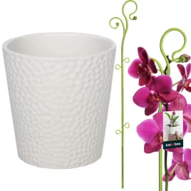 zestaw-doniczka-z-podporka-donica-oslonka-biala-ceramiczna-storczyki-o12-cm