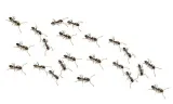 expel-proszek-na-mrowki-100g-expel-stan-nowy-rodzaj-proszek